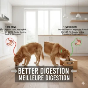 Illustration of a senior dog digesting better using a raised feeder to prevent bloating and megaesophagus.