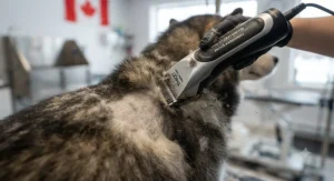 Close-up of professional-grade dog clippers for thick coats trimming a dense winter undercoat.