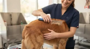 Dog groomer holding an ergonomic handle dog comb for long-haired breeds, providing comfort during long grooming sessions.